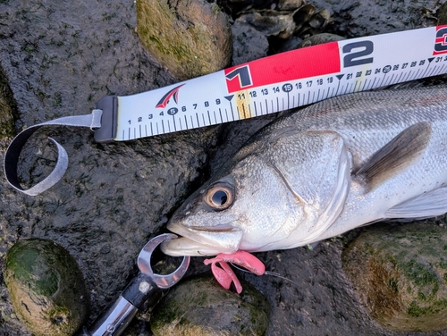 スズキの釣果