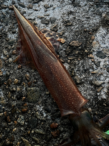 ヤリイカの釣果