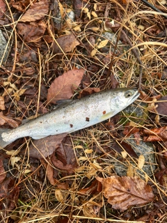 アマゴの釣果