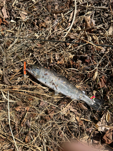 アマゴの釣果