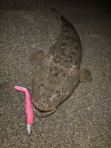 マゴチの釣果