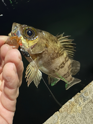 メバルの釣果