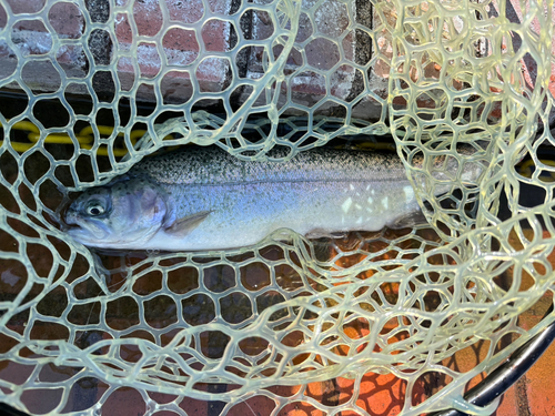 ニジマスの釣果