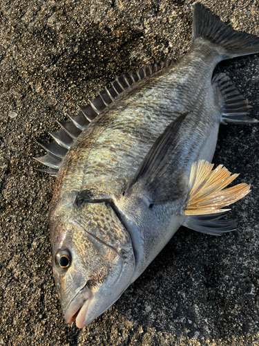 チヌの釣果