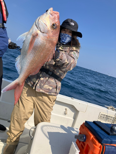 マダイの釣果