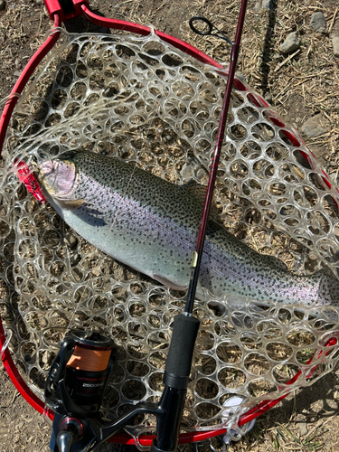 ニジマスの釣果