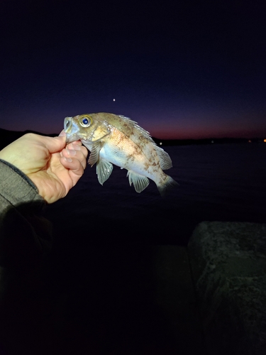 クロソイの釣果