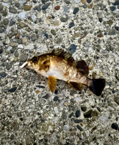 メバルの釣果