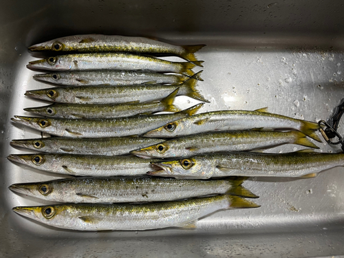 タイワンカマスの釣果