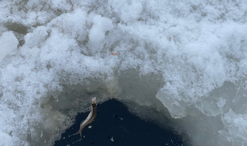 ワカサギの釣果