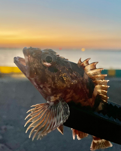 カサゴの釣果