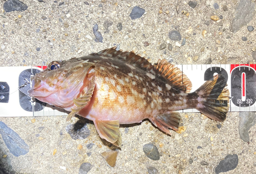 カサゴの釣果