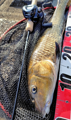 ニゴイの釣果