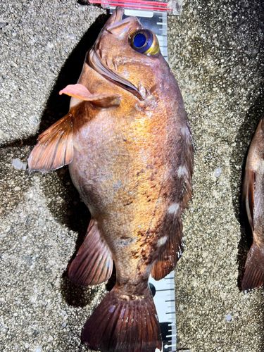 メバルの釣果