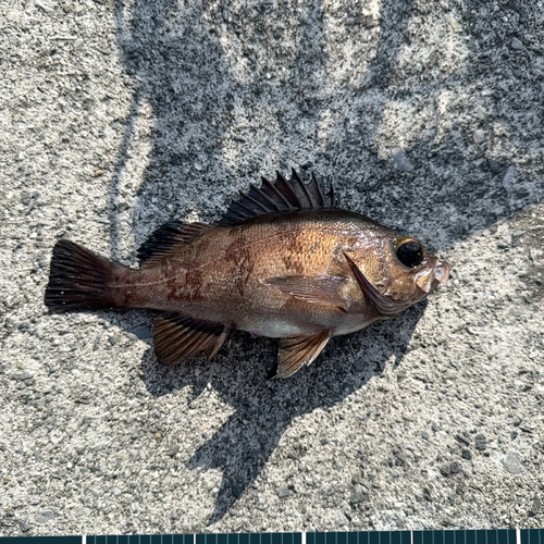 メバルの釣果