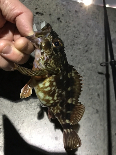 カサゴの釣果