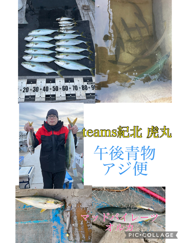 ハマチの釣果