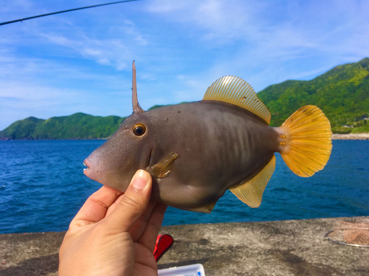 ハクセイハギ