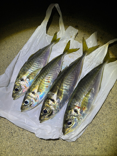 アジの釣果