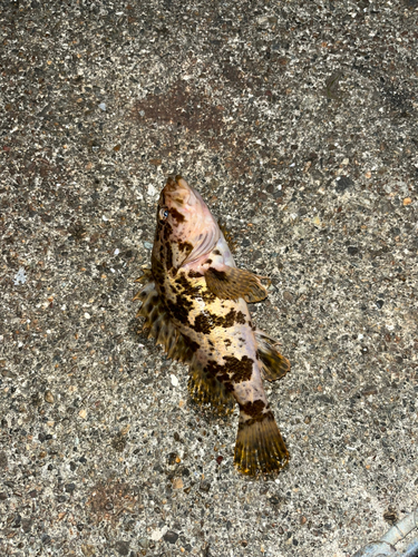 タケノコメバルの釣果