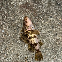 タケノコメバル