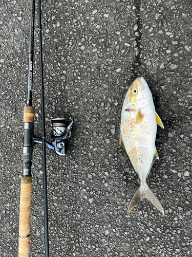 カンパチの釣果