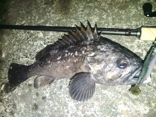 クロソイの釣果