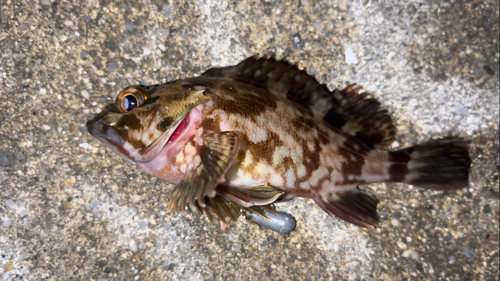 カサゴの釣果