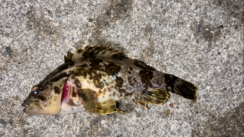 タケノコメバルの釣果