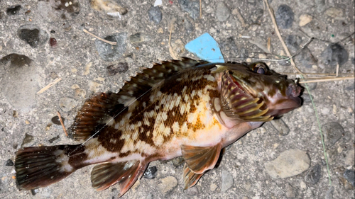 カサゴの釣果