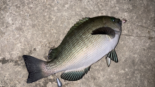 グレの釣果