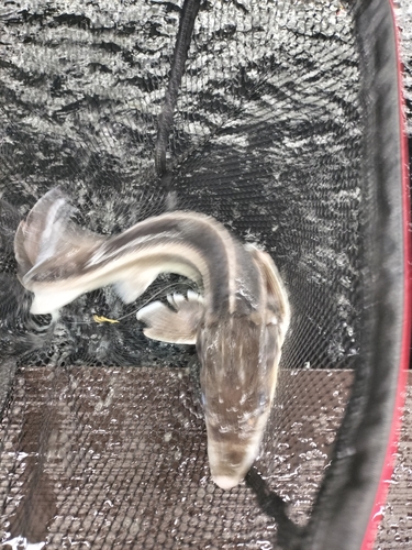 チョウザメの釣果