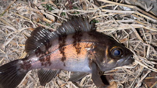 メバルの釣果