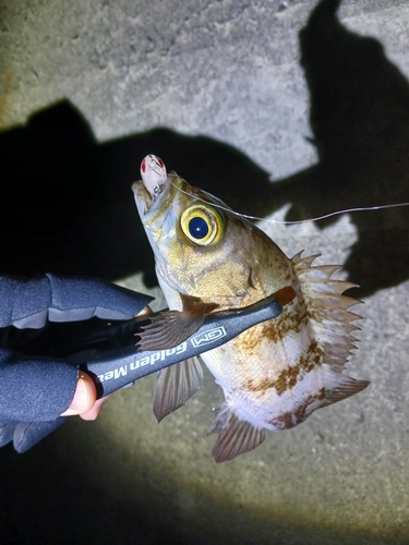 メバルの釣果