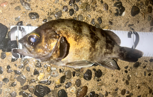 メバルの釣果