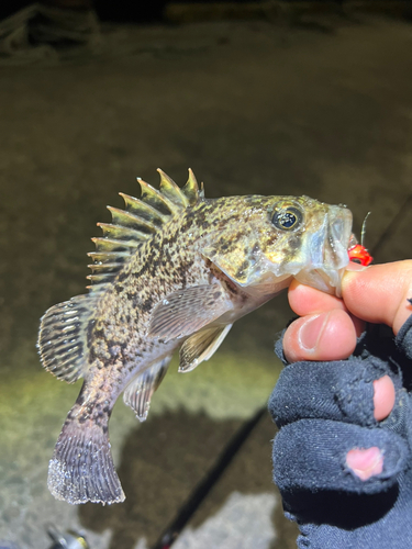 クロソイの釣果