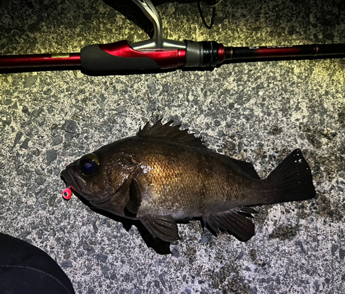 シロメバルの釣果