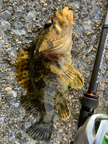 タケノコメバルの釣果