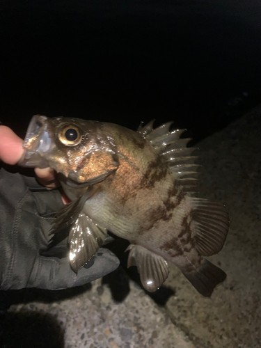 シロメバルの釣果