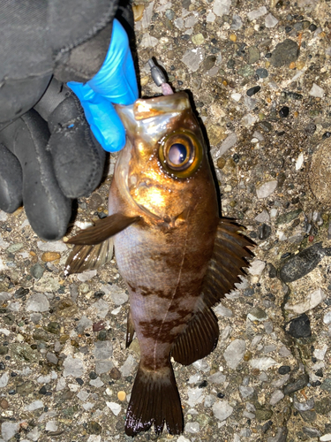 メバルの釣果