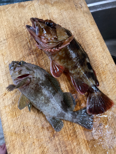 カサゴの釣果