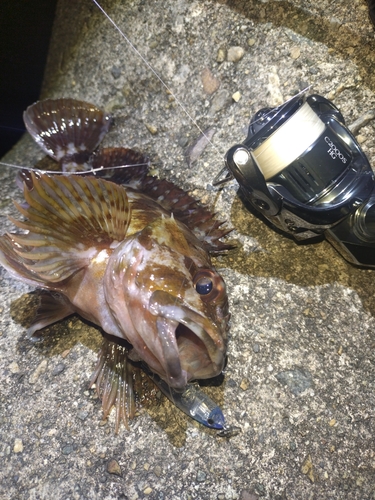 カサゴの釣果