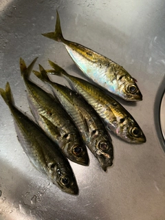 マアジの釣果