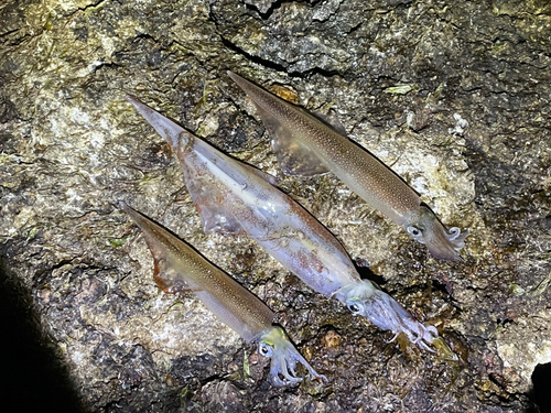 ヤリイカの釣果