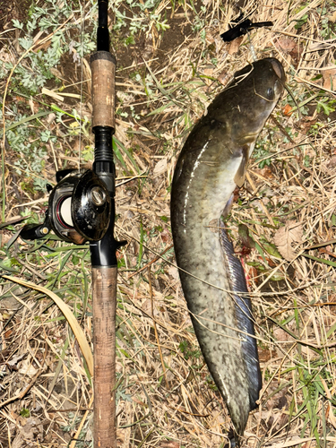 ナマズの釣果