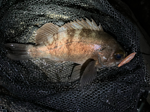 メバルの釣果