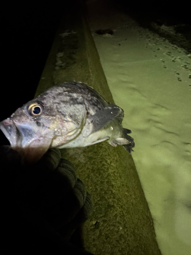 クロソイの釣果