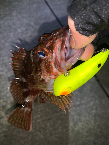 カサゴの釣果