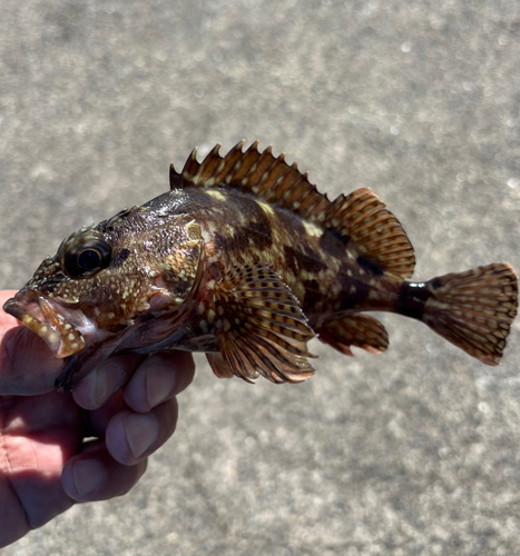 カサゴの釣果