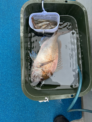 マダイの釣果